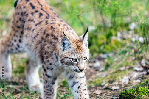 Juvenile European Lynx © thomasmales