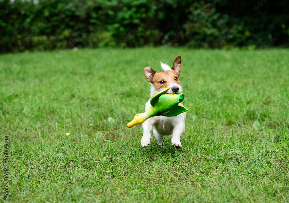 Funny terrier dog playing with toy duck Funny terrier dog playing with toy duck