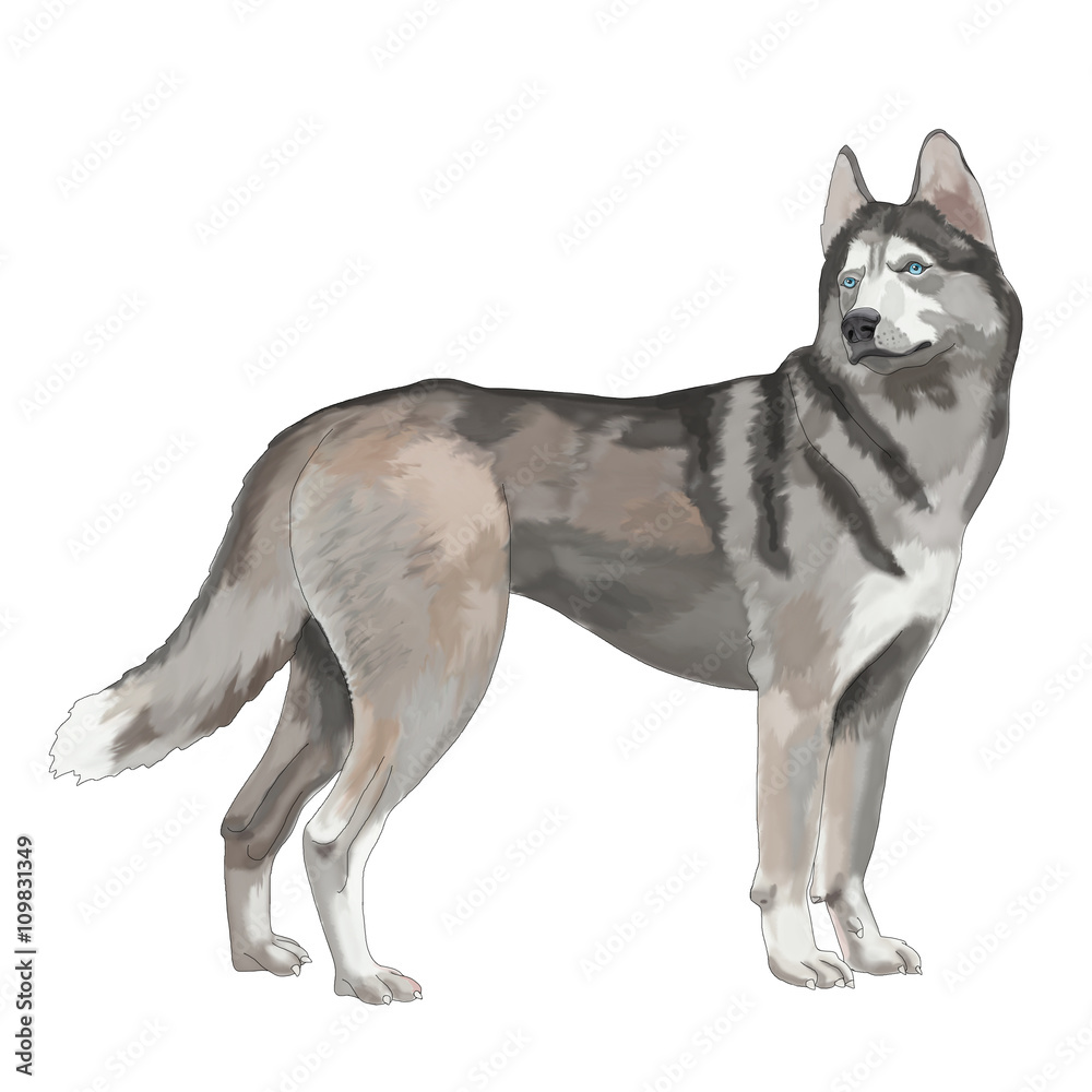 Fototapeta premium Husky, dog, one, white background, isolated, standing, gray, white, blue eyes