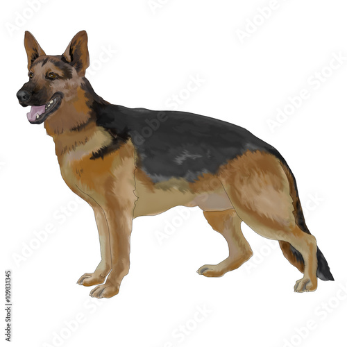 Shepherd, dog, one, white background, isolated