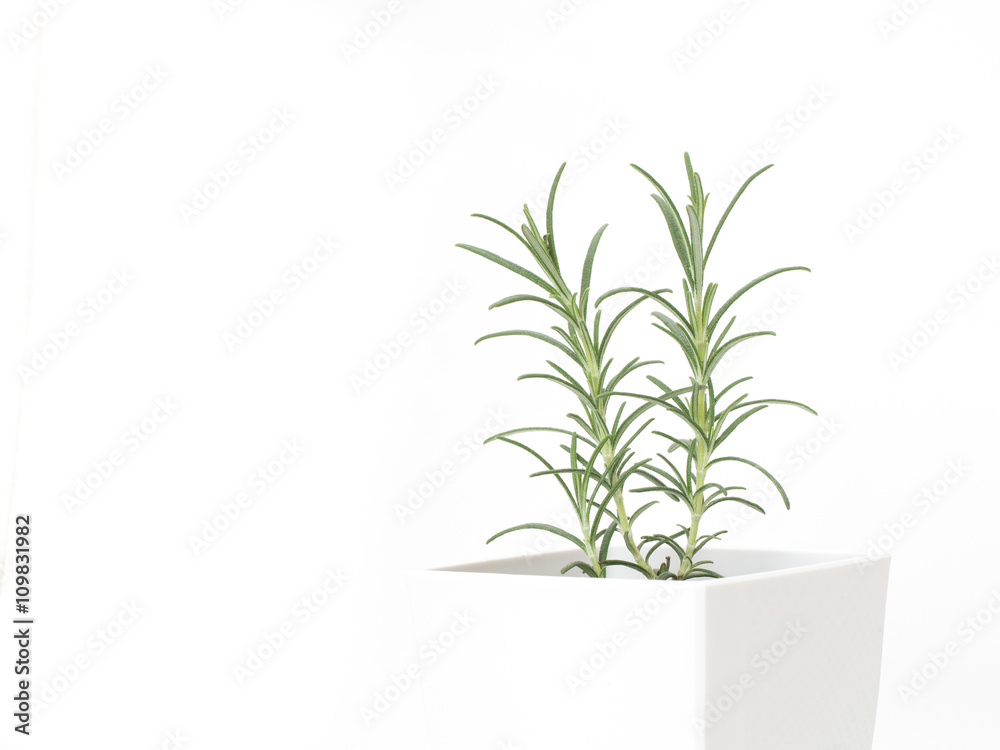 Fototapeta premium ローズマリーの鉢植え