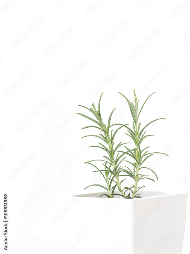 Fototapeta premium ローズマリーの鉢植え