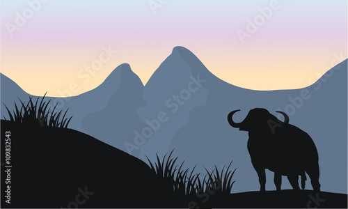 one bull silhouette of scenery