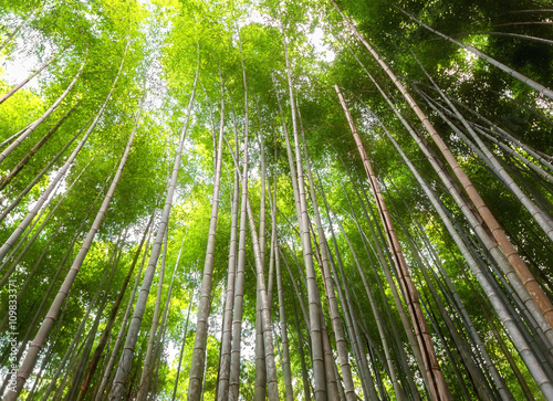 Bamboo forest at Arashiyama  Kyoto  Japan