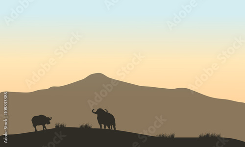 Beautiful silhouette of bull in hill