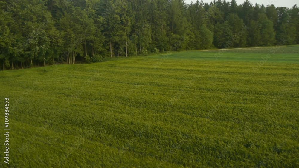 Left aerial circle and overflight at the edge of the green wheat field with forest at background. Shot taken late afternoon, spring time.
Left aerial circle and overflight at the edge of the green wheat field with forest at background. Shot taken late afternoon, spring time.
