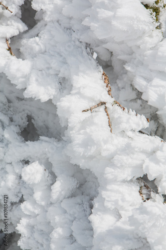 Pine tree branches covered with snow © Smile