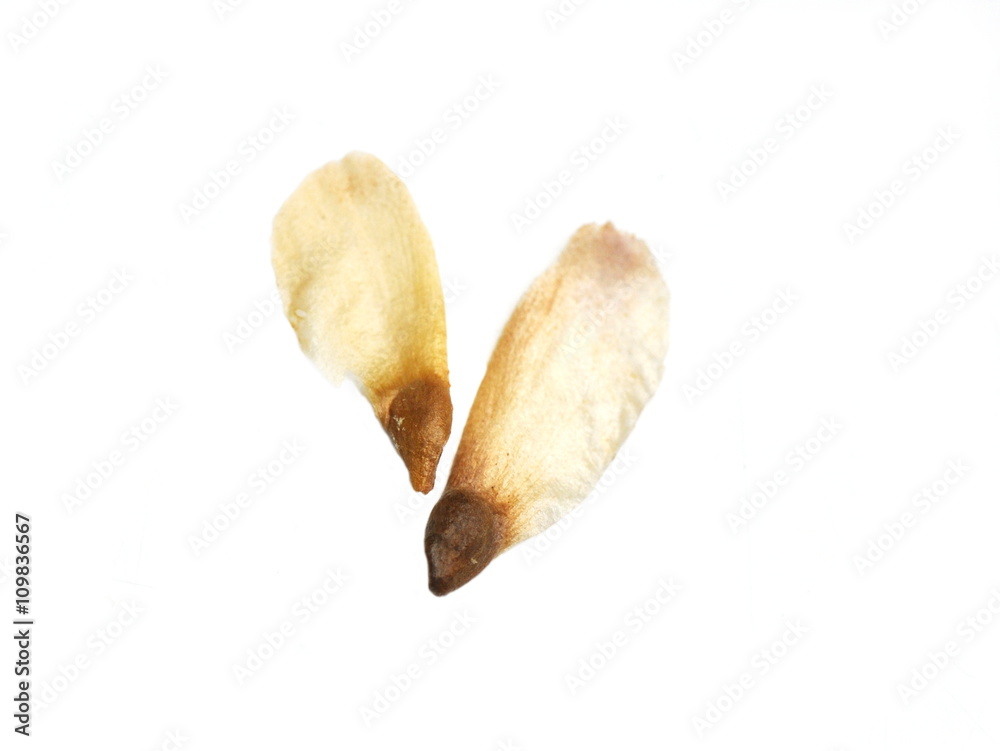 Fototapeta premium Seeds from Norway Spruce isolated on white background