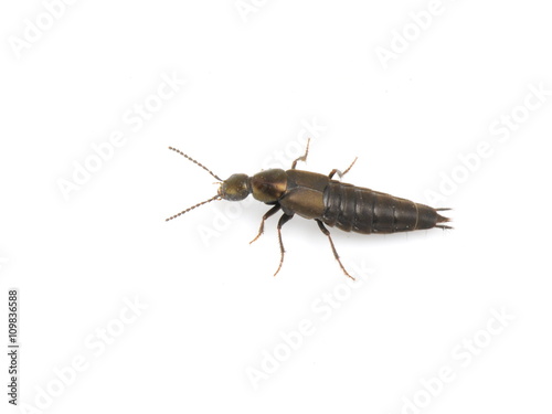 Shiny rove beetle isolated on white background