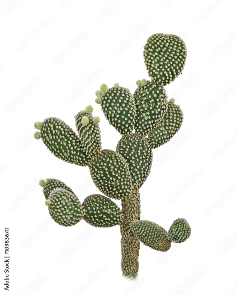 cactus isolated on white background cactus isolated on white background