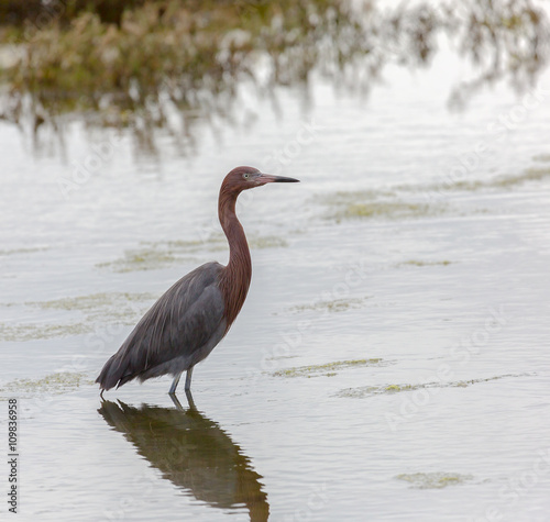 Rare Reddish Egret