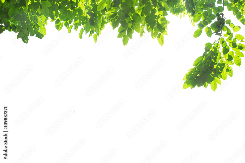 decorated branches background which is good to use for doing graphic design. decorated branches background which is good to use for doing graphic design.