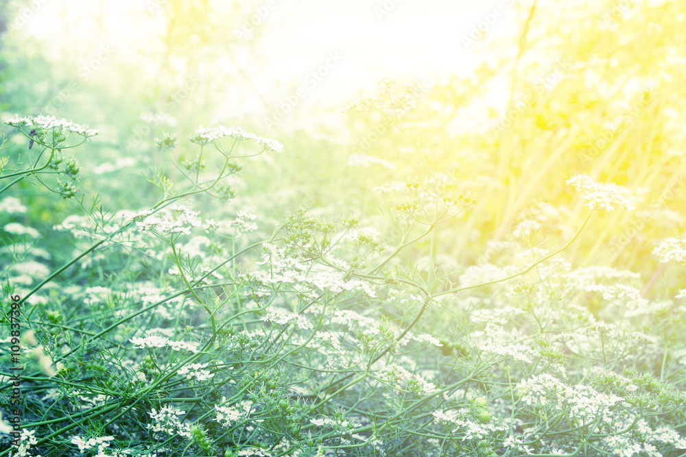 Fototapeta premium Meadow Flower Soft Focus