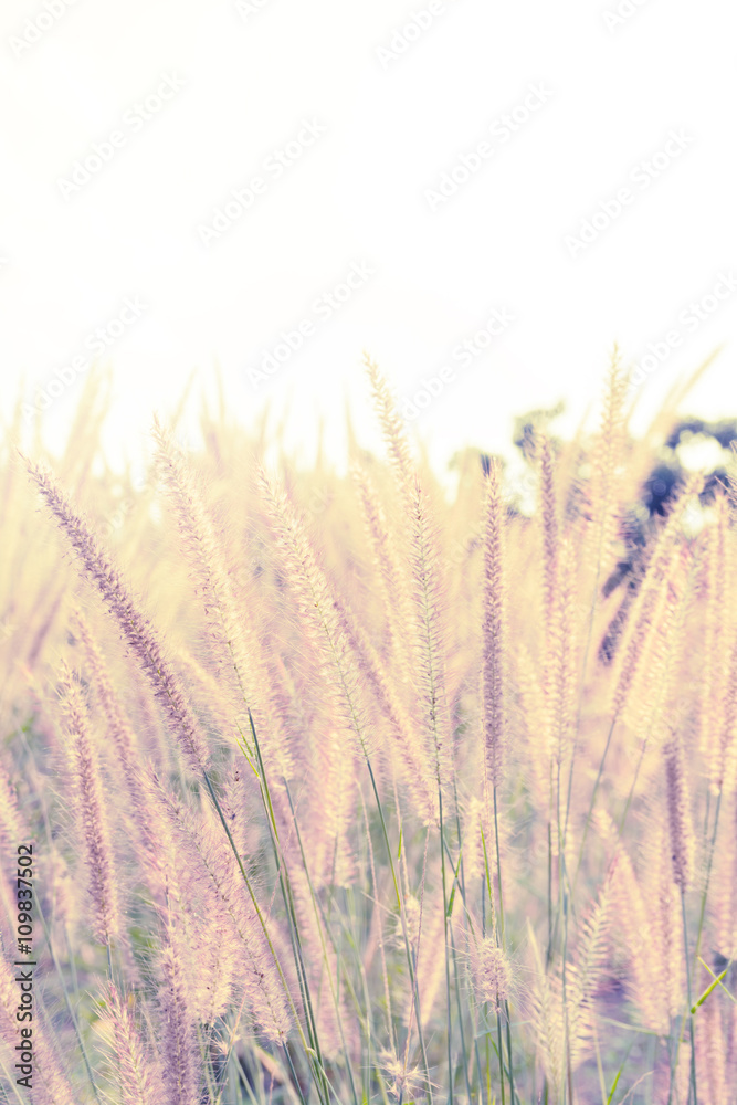 Fototapeta premium maedow flower field, abstract maedow background soft focus