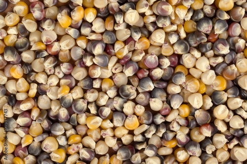 assorted corn grains as background