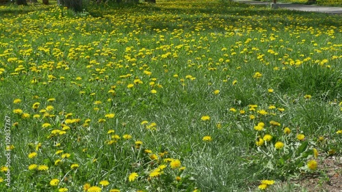 A field full of dandelions in the spring time in a sunny dayi in the local park. photo