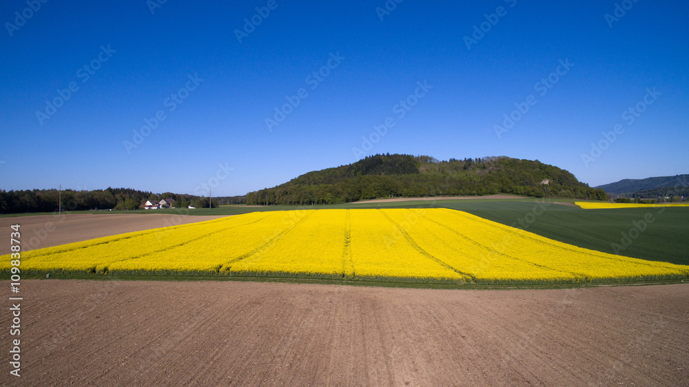 Obraz premium Rapsfeld