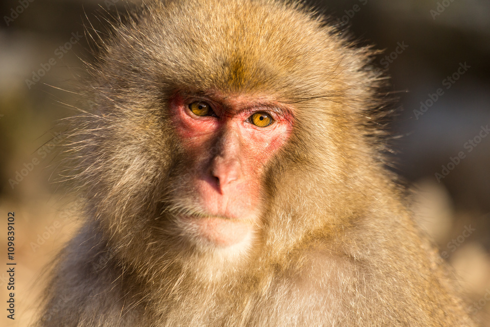 Monkey Monkey
