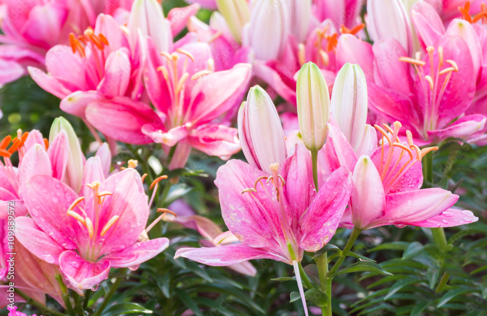 Pink Lily Flower In Garden Pink Lily Flower In Garden