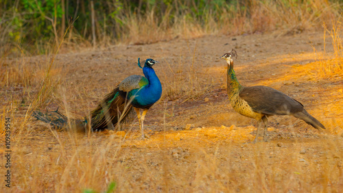  Indian peafowl, Blue peafowl(Pavo cristatus) in real nature
