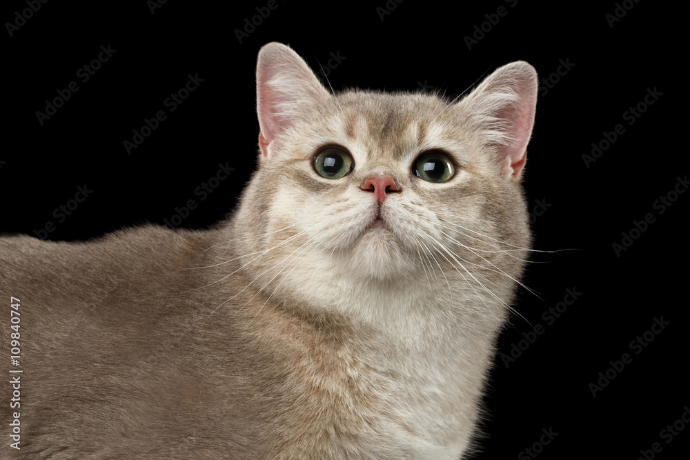 Closeup head of Curious British Cat with green eyes Looking up isolated on Black Background 