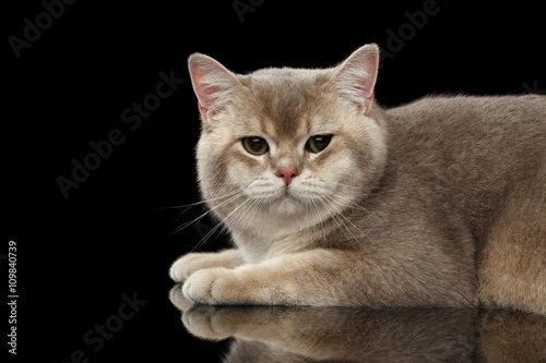 Closeup Adorable British Cat with green eyes Lying and Looking at side isolated on Black Background 