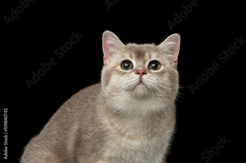 Closeup Portrait of Adorable British Cat with green eyes Looking up isolated on Black Background 