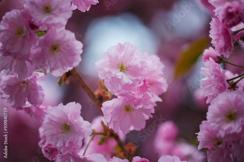Pink blossoming flowers