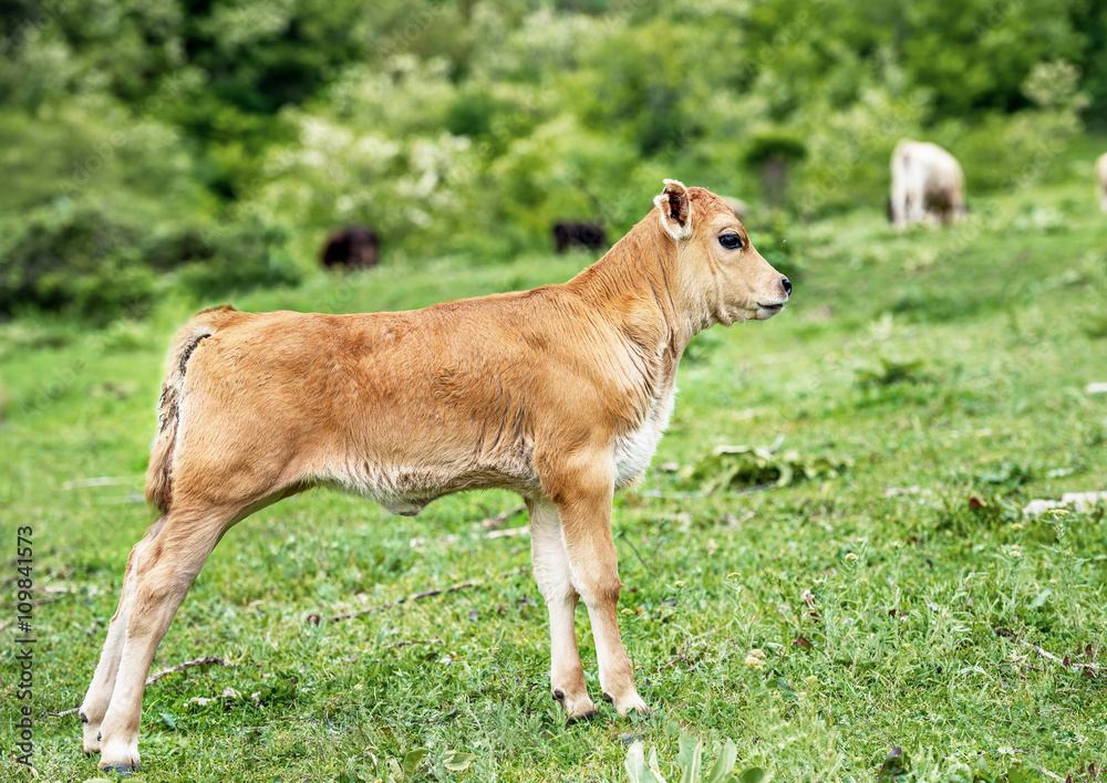 Pretty little calf standing alone in green pasture.