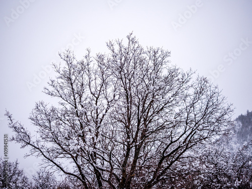 Snow Covered Decidous Tree © danadestinations