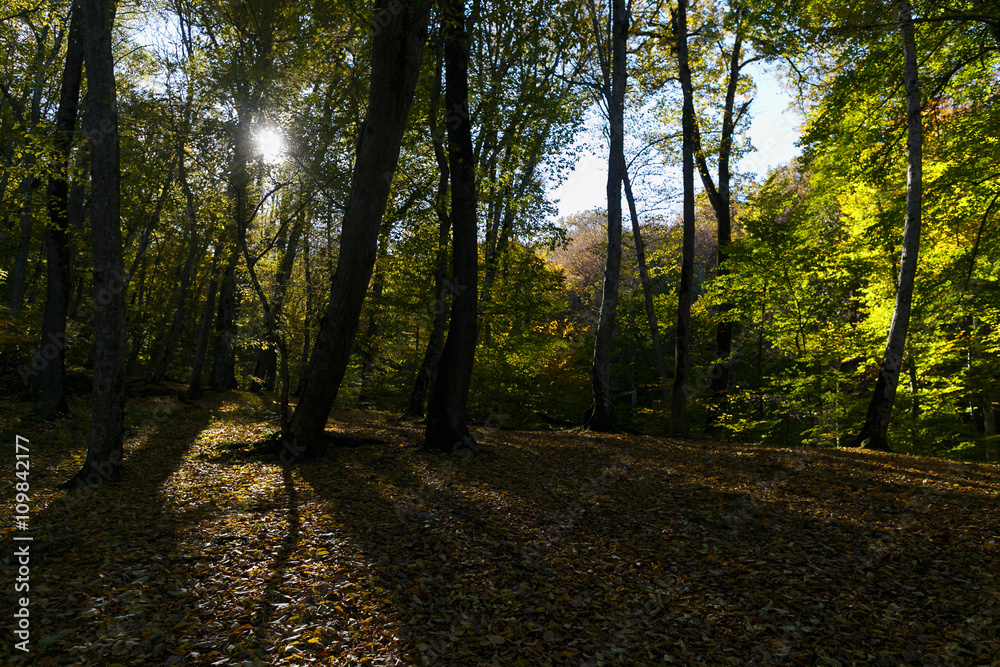 Obraz premium autumn