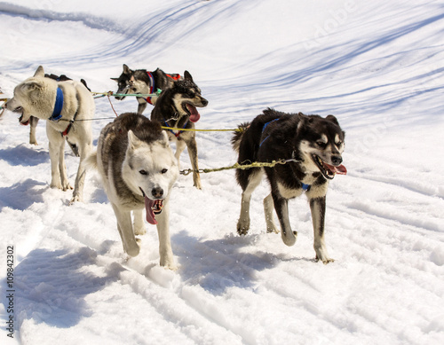 the dogs in harness pulling a sleigh competitions