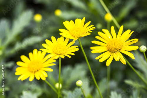 Sunshine  daisies  chrysanthemum  flowers