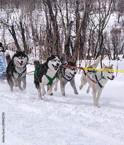 the dogs in harness pulling a sleigh competitions