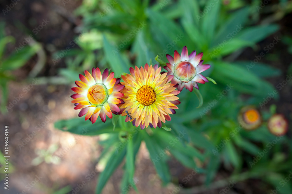 Beautiful Calendula in park Beautiful Calendula in park