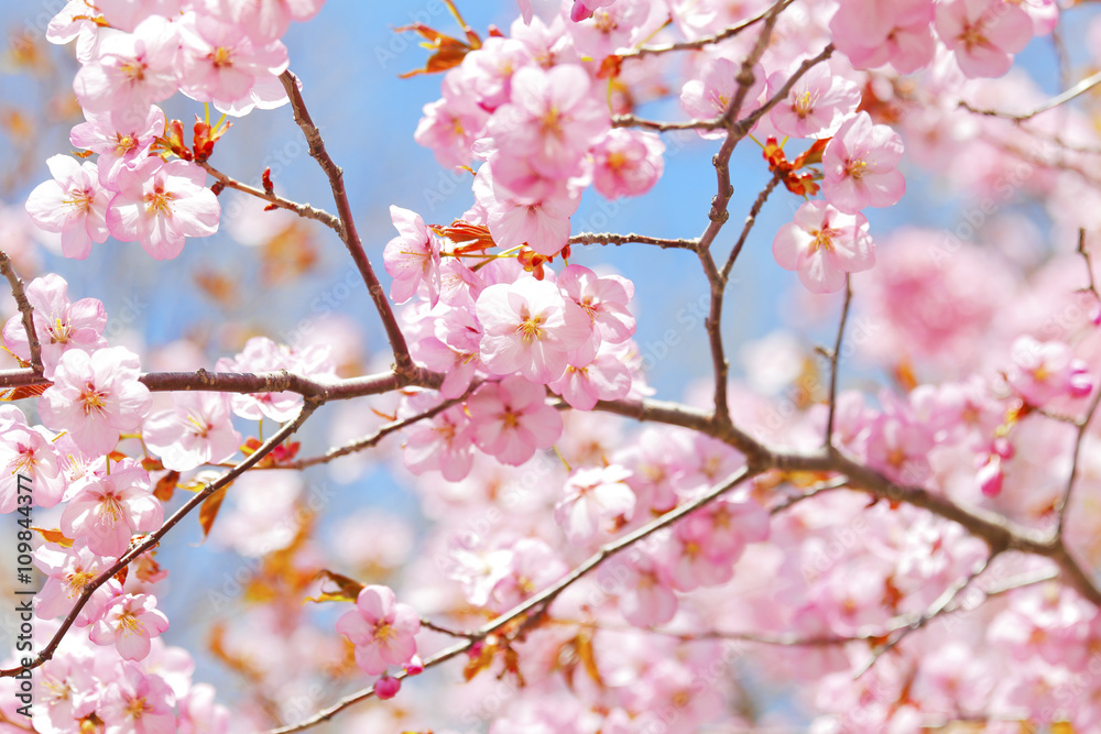 日本の桜　Cherry blossom in Japan