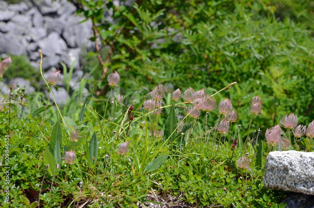 木曽駒ヶ岳に咲く花 木曽駒ヶ岳に咲く花