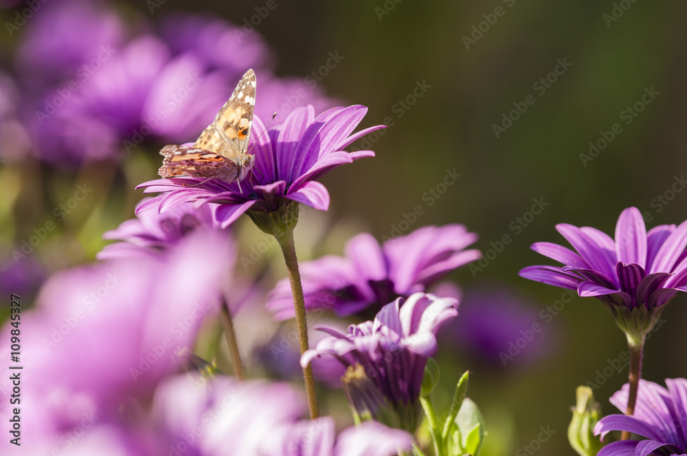 Butterfly and purple sunflowers Butterfly and purple sunflowers