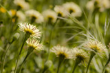 Dandelion, Taraxacum, yellow flowers