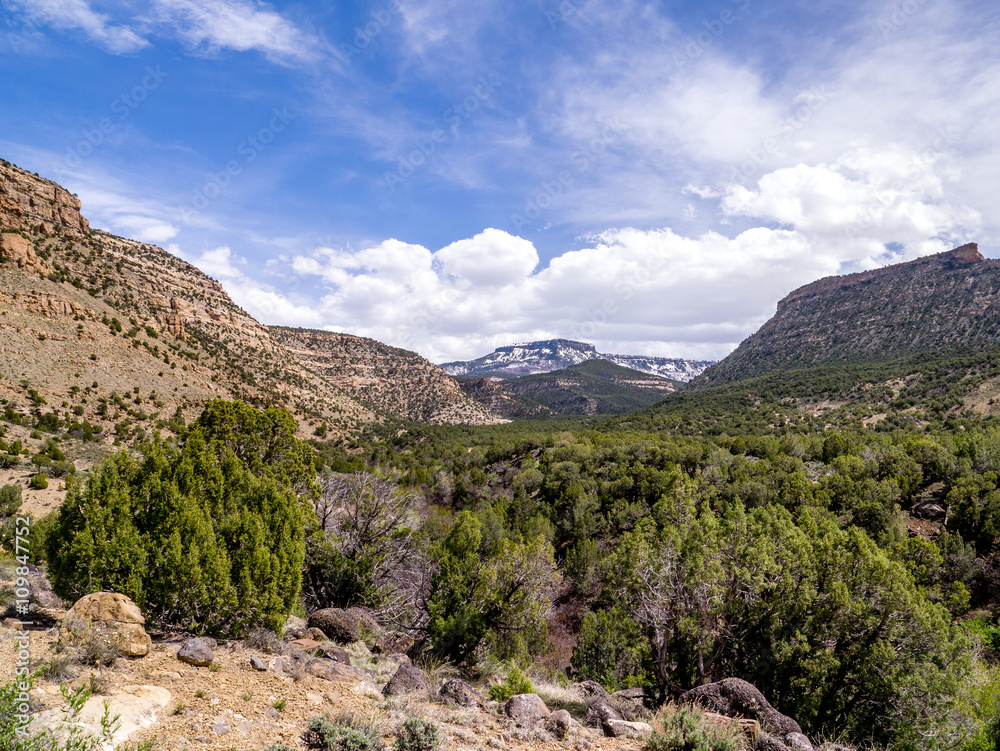 High Desert Scene with Snow in Background