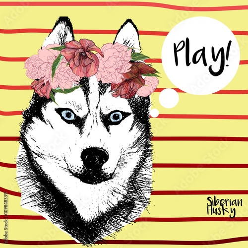 Vector close up portrait of siberian husky girl, wearing the flower wreath. Hand drawn domestic pet dog illustration. Isolated on yellow background with red stripes.