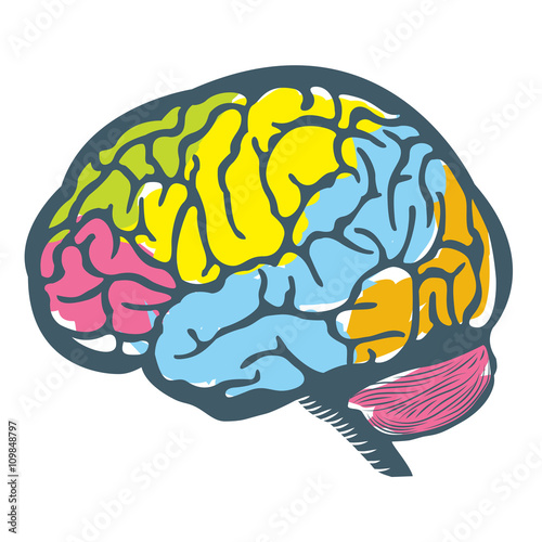 Color Brain Illustration / Human Brain Colorful Illustration
