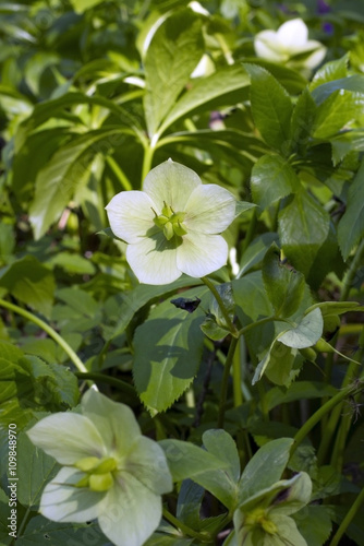 Hellebore flower, spring day in the garden (helleborus foetidus)