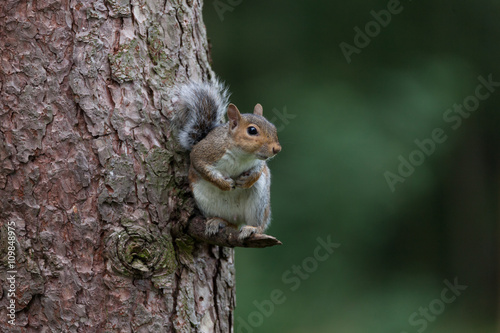 Squirrel in tree © shaunwilkinson