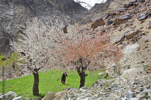 Apricot blossom in Himalayas
 photo