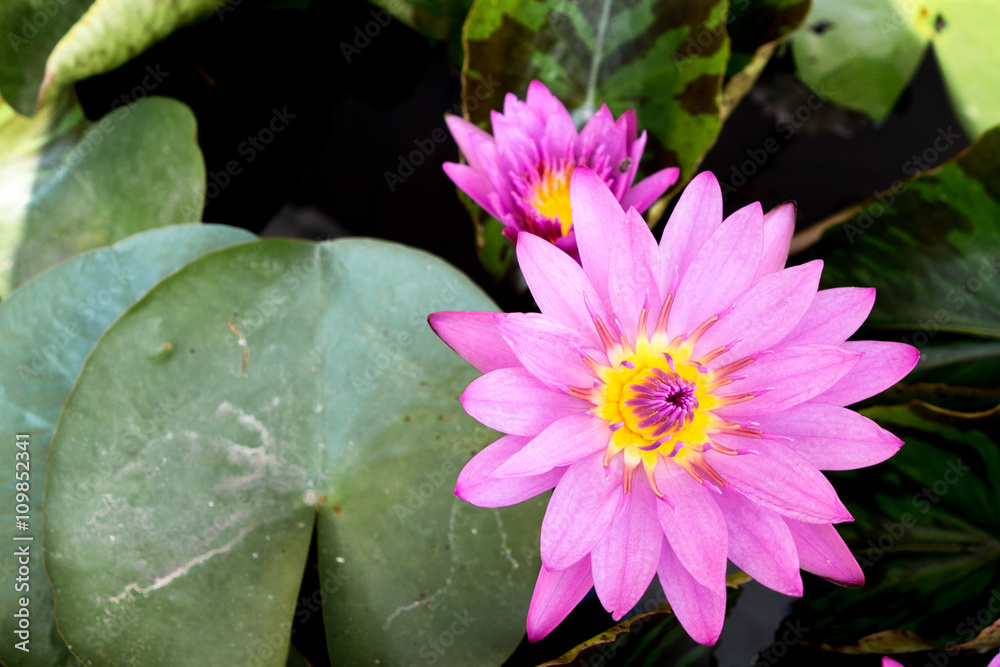 pink lotus blossom made feel relax in the morning pink lotus blossom made feel relax in the morning