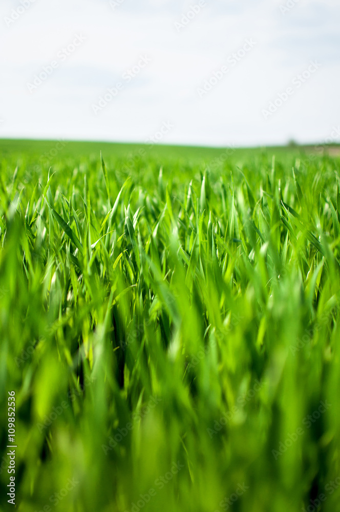 Fototapeta premium green grass field and bright sky