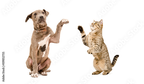 Fototapeta Naklejka Na Ścianę i Meble -  Playful pit bull puppy and a cat Scottish Straight