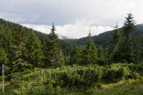 summer landscape of Marmarosy mountains range of Carpathian mountains on the Ukraine and Romania border