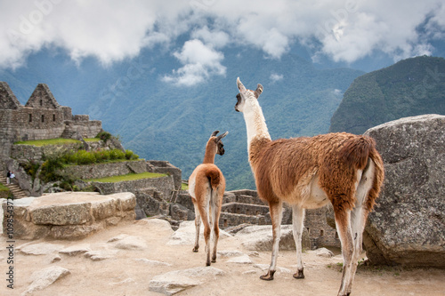 Lama mother with her baby at mountains background in Peru